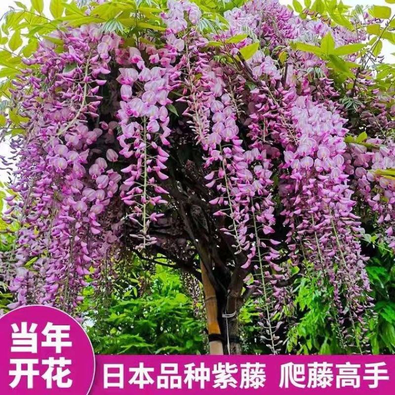 日本长穗紫藤萝花苗爬藤植物藤蔓紫藤花树苗盆栽老桩开花