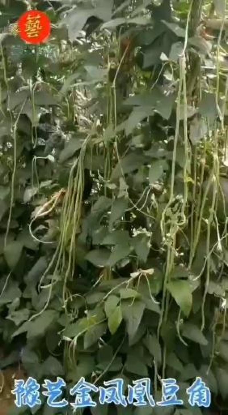 珍玉金风凰豆角种子~中熟长势旺不易鼠尾抗病耐高温高湿