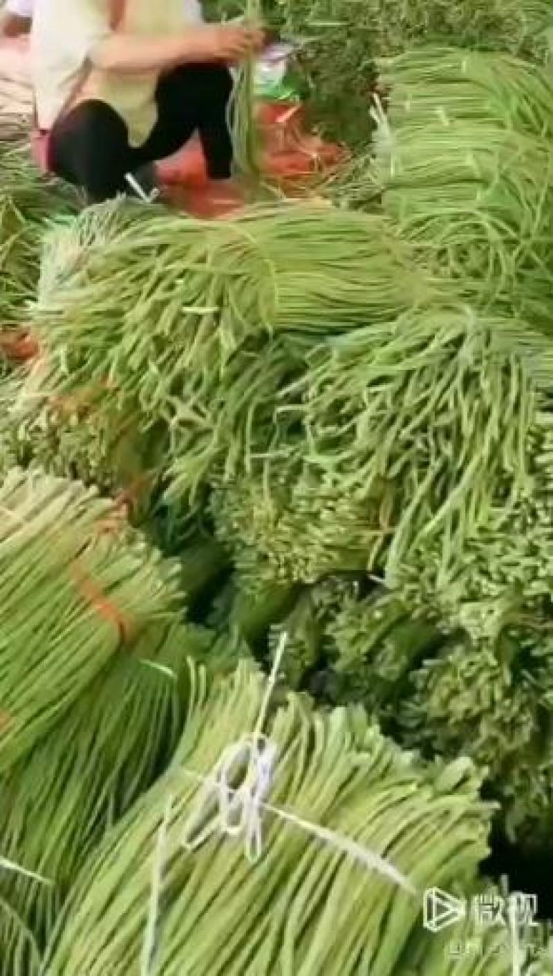珍玉金风凰豆角种子~中熟长势旺不易鼠尾抗病耐高温高湿