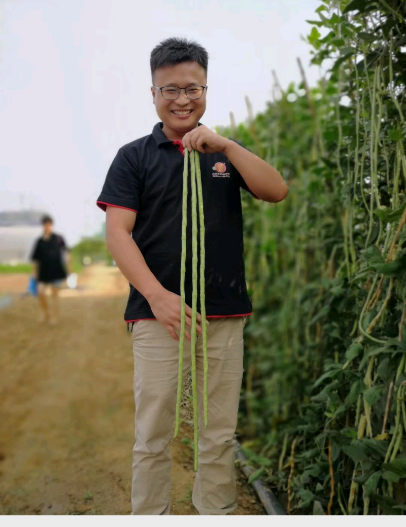 珍玉金风凰豆角种子~中熟长势旺不易鼠尾抗病耐高温高湿