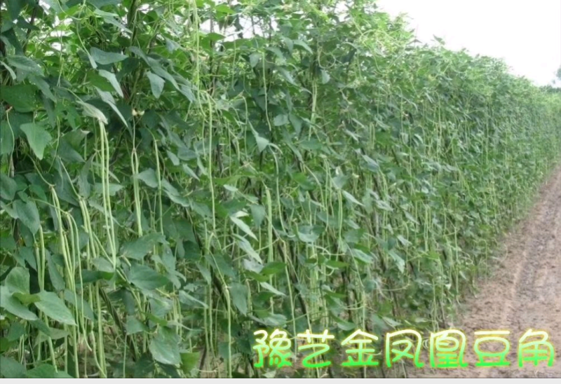 珍玉金风凰豆角种子~中熟长势旺不易鼠尾抗病耐高温高湿