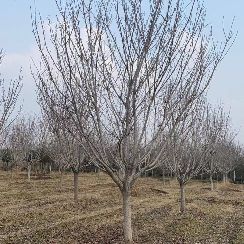 樱花