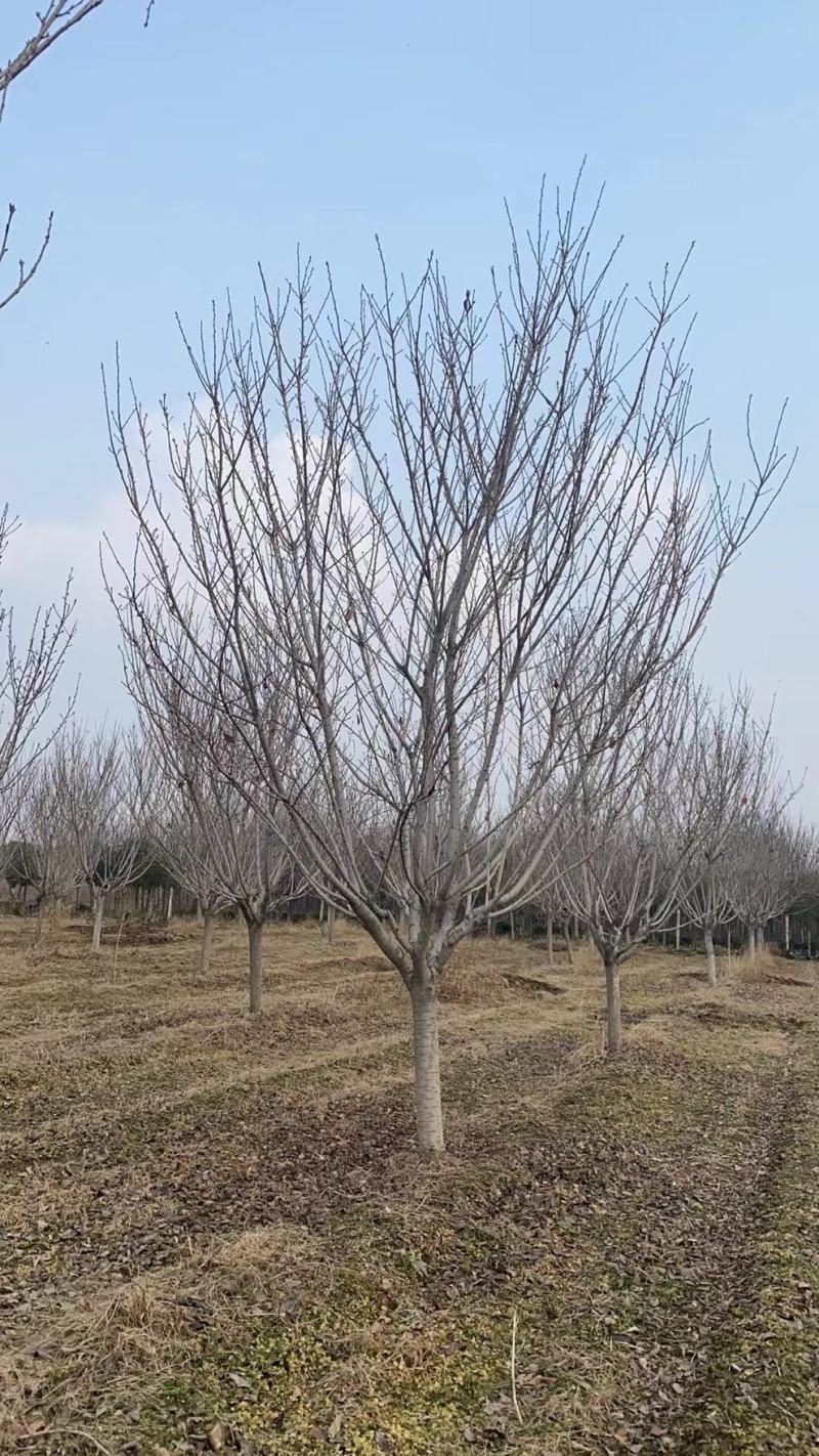 樱花