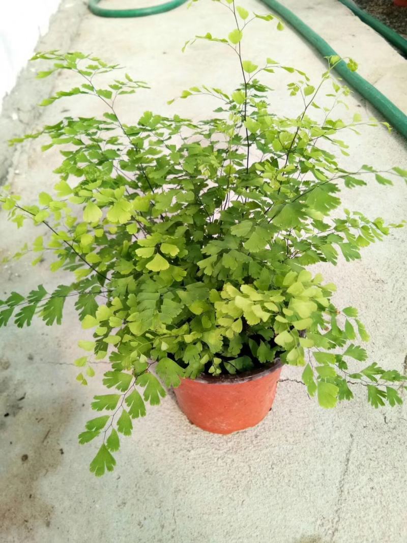 铁线蕨优质富贵蕨产地直发欢迎实地看货