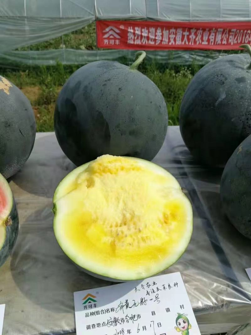 齐黄无籽一号西瓜种籽特甜黑皮黄瓤无籽西瓜种子早熟蜡粉重