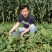 齐黄无籽一号西瓜种籽特甜黑皮黄瓤无籽西瓜种子早熟蜡粉重