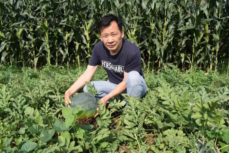 齐黄无籽一号西瓜种籽特甜黑皮黄瓤无籽西瓜种子早熟蜡粉重
