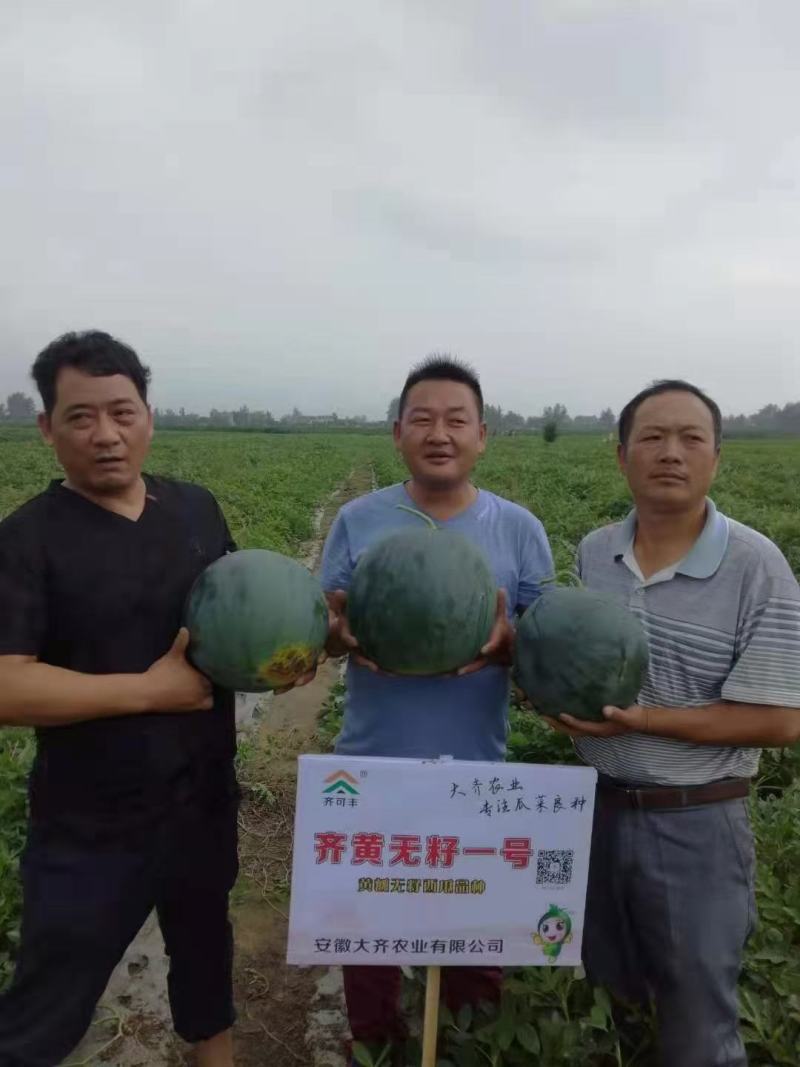 齐黄无籽一号西瓜种籽特甜黑皮黄瓤无籽西瓜种子早熟蜡粉重