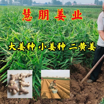 【推荐】山东优质大小生姜种368高产王种提供技术指导