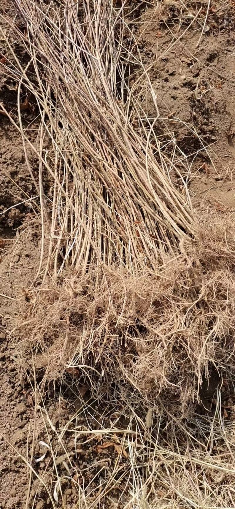 山西种苗基地药用连翘苗大小苗齐全，华北连翘苗产地批发