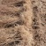 山西种苗基地药用连翘苗大小苗齐全，华北连翘苗产地批发