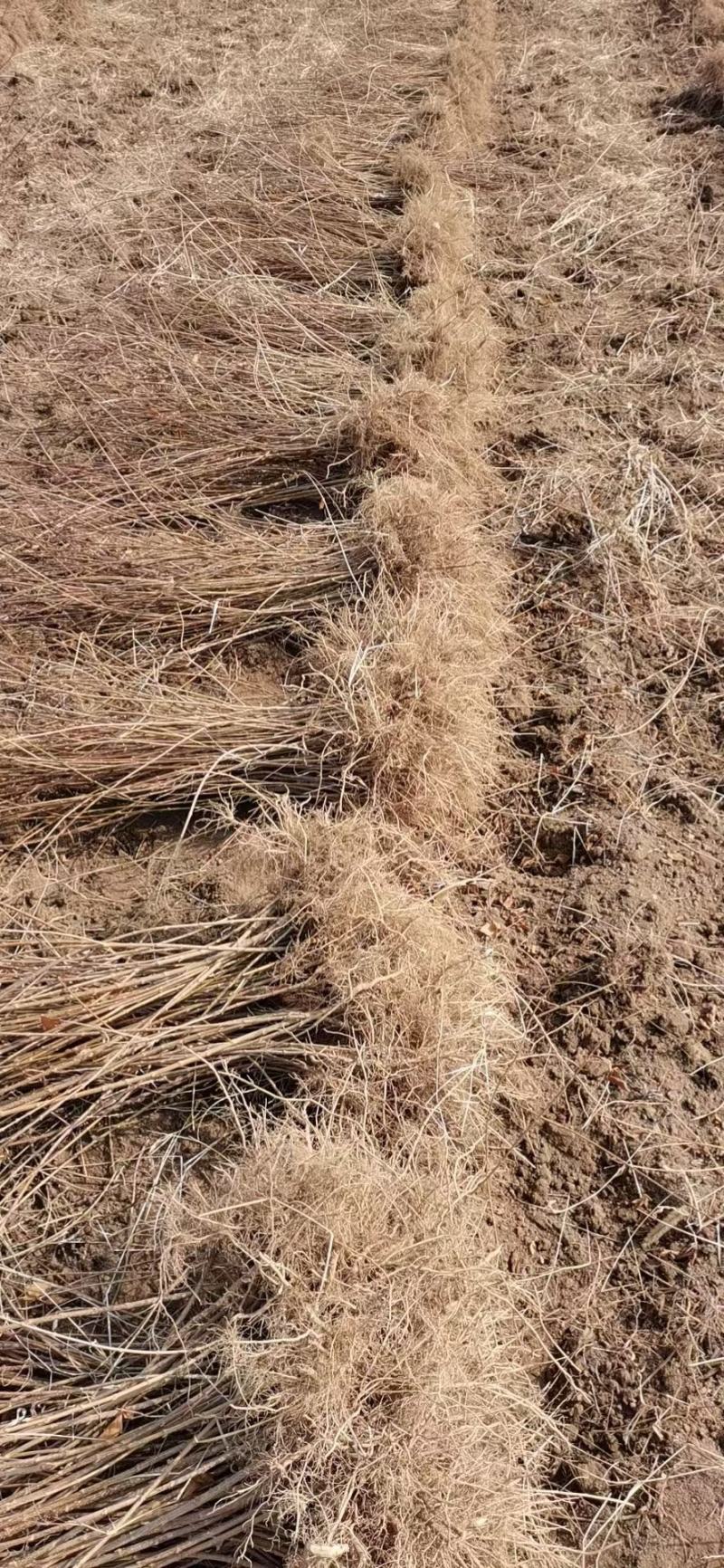 山西种苗基地药用连翘苗大小苗齐全，华北连翘苗产地批发