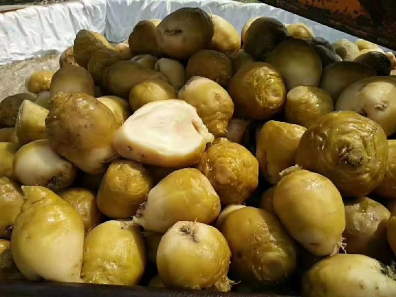 【市场供应商】新货清脆爽口，协助找车，绿色农产品