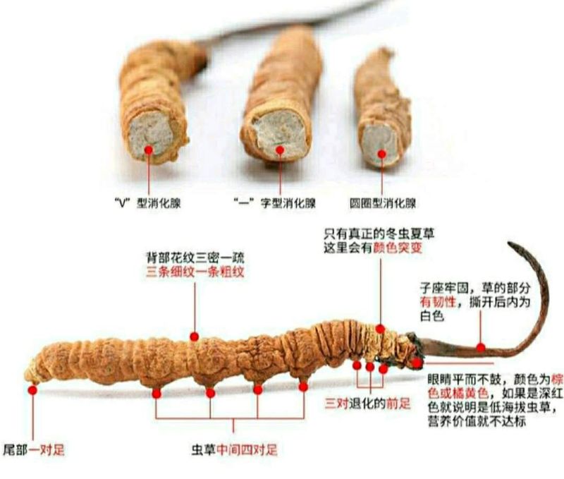 那曲冬虫夏草优质断虫草效果与整根虫草一样经济实惠