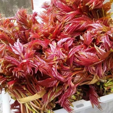 香椿芽