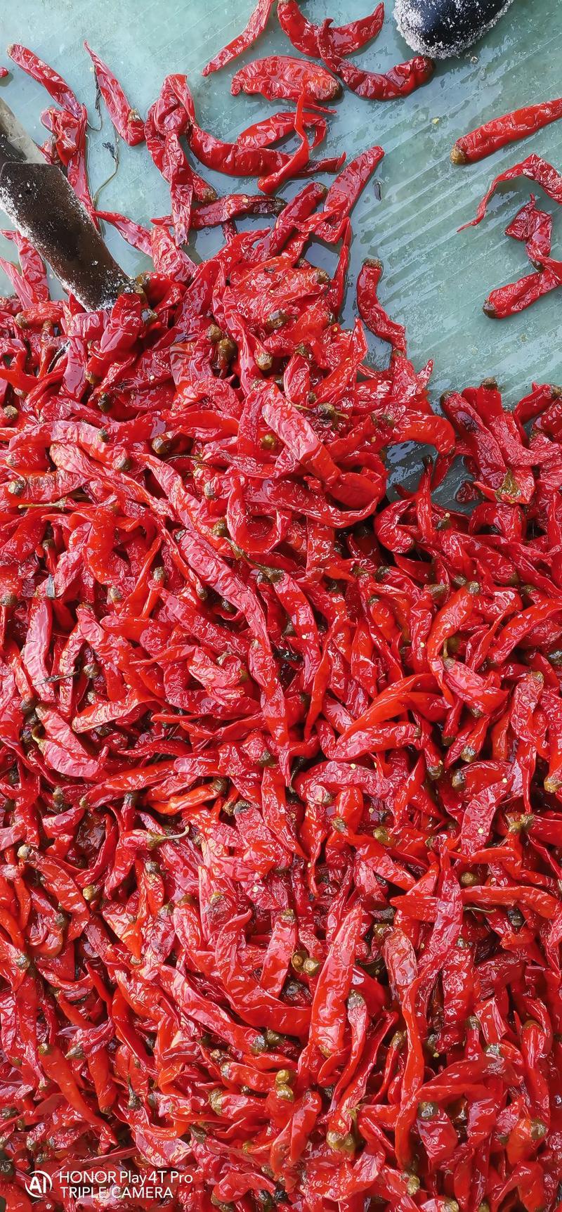 《津红2号》自己加工腌制，个头在10—15公分。椒形整齐