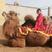 (基地直发）景区骑乘骆驼，观赏骆驼拍照骆驼，可以货到付款