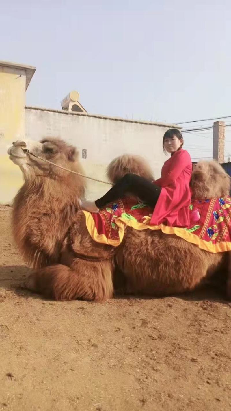 (基地直发）景区骑乘骆驼，观赏骆驼拍照骆驼，可以货到付款