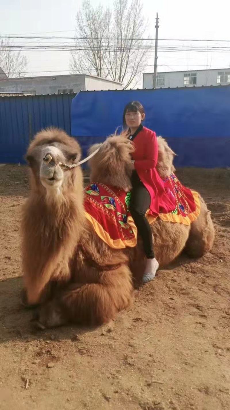 (基地直发）景区骑乘骆驼，观赏骆驼拍照骆驼，可以货到付款