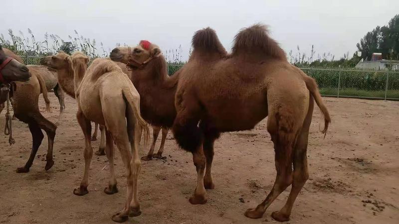 (基地直发）景区骑乘骆驼，观赏骆驼拍照骆驼，可以货到付款