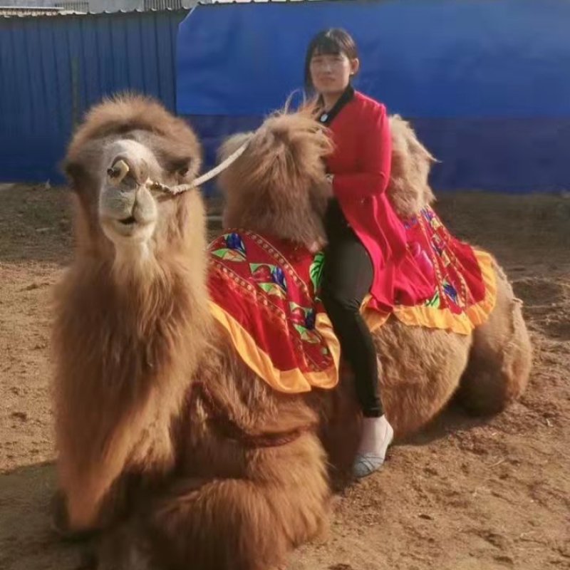 (基地直发）景区骑乘骆驼，观赏骆驼拍照骆驼，可以货到付款