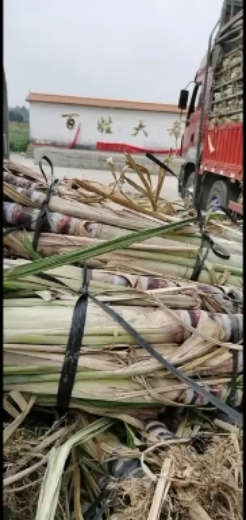 广西省玉林市博白县黑皮甘蔗种苗，子芽个个饱满，大量出售