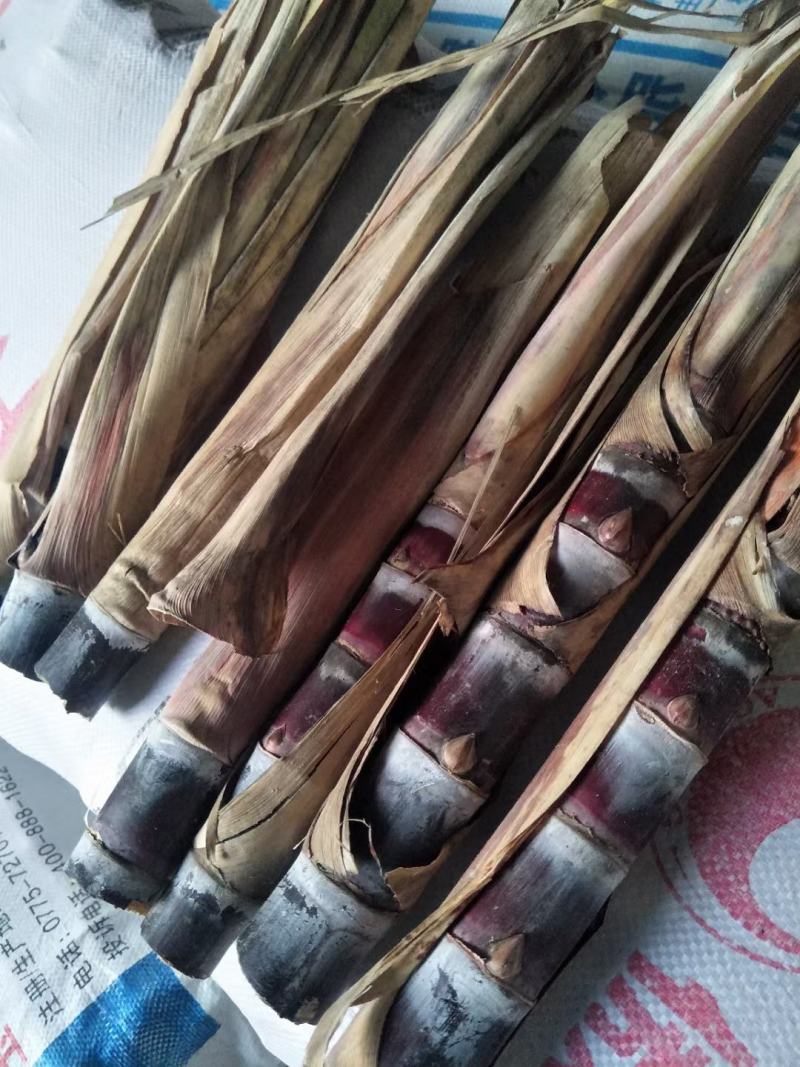 广西省玉林市博白县黑皮甘蔗种苗，子芽个个饱满，大量出售