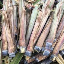 广西省玉林市博白县黑皮甘蔗种苗，子芽个个饱满，大量出售