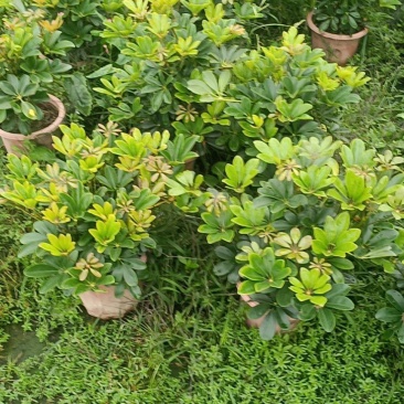鸭脚木