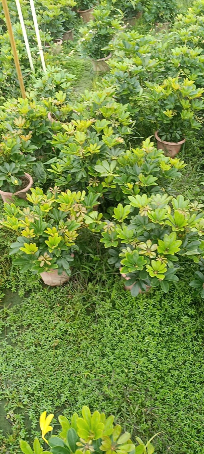鸭脚木