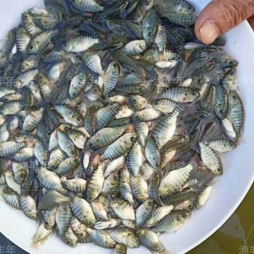 罗非鱼苗脆肉罗非苗淡水养殖