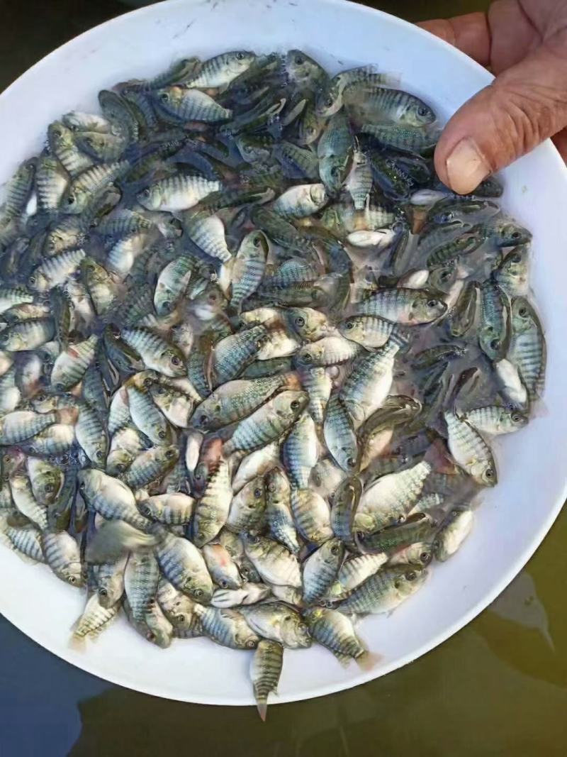 罗非鱼苗脆肉罗非苗淡水养殖