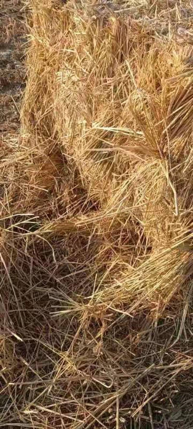 稻草秸秆批发
