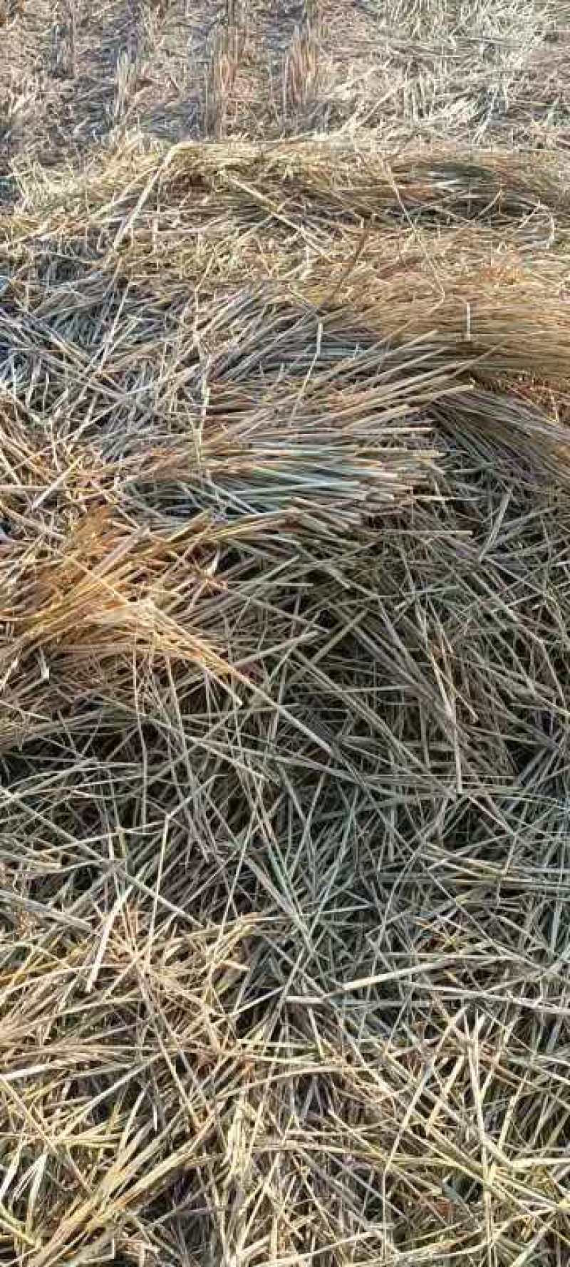 稻草秸秆批发