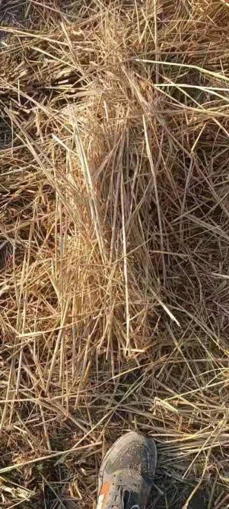 稻草秸秆批发