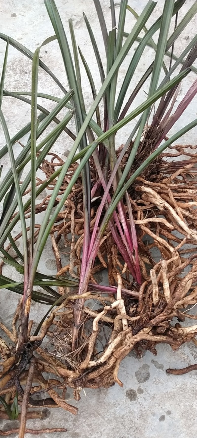 兰花，紫香妃，精品惠兰紫香妃，带花苞，今年就能赏花哦