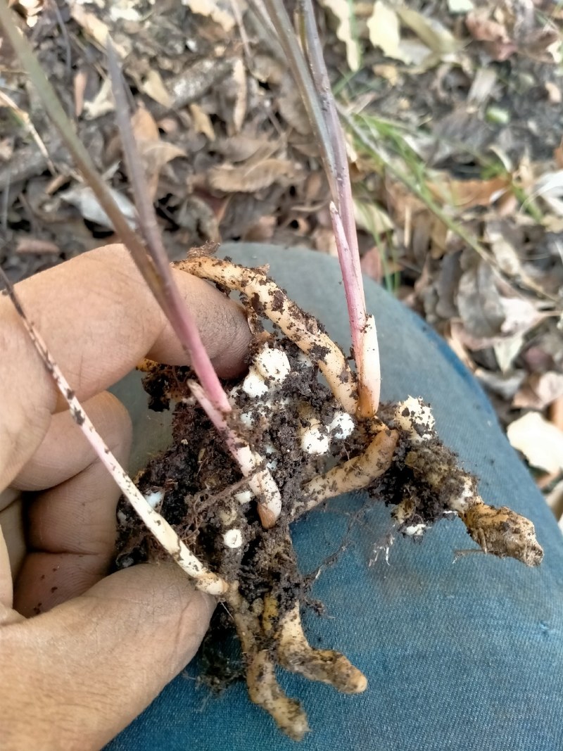 兰花，紫香妃，精品惠兰紫香妃，带花苞，今年就能赏花哦