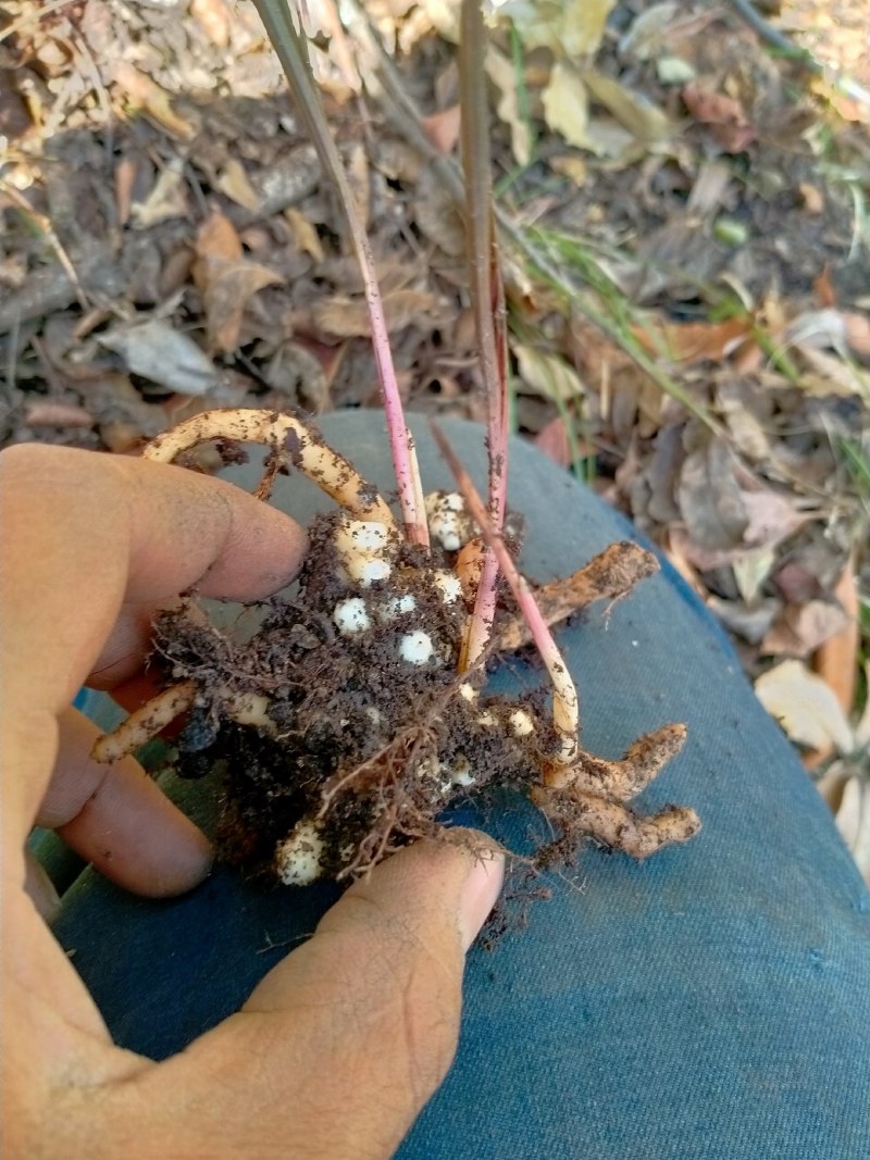 兰花，紫香妃，精品惠兰紫香妃，带花苞，今年就能赏花哦