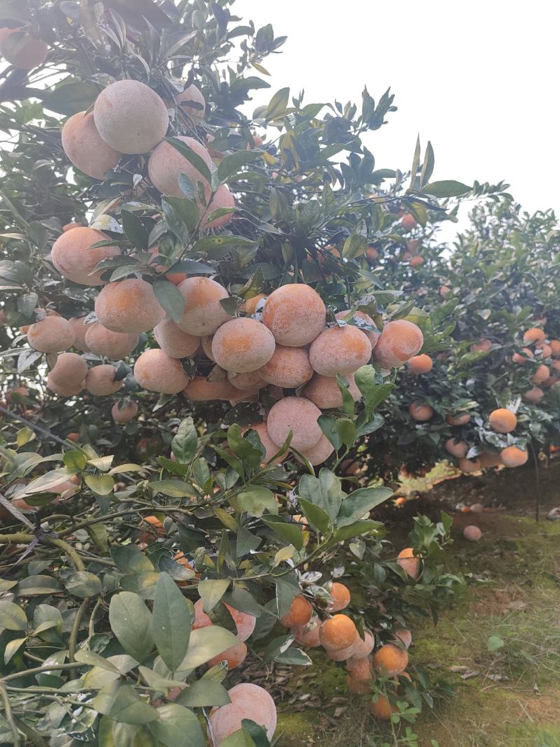 精品茂谷柑大量供应，需要的老板联系我.....