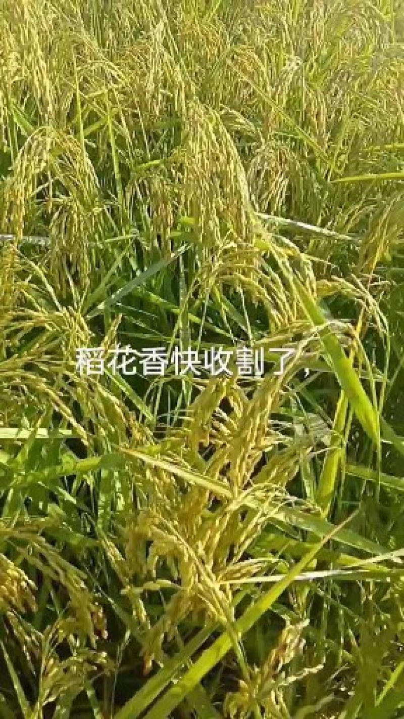 五常稻花香2号当季新米米
