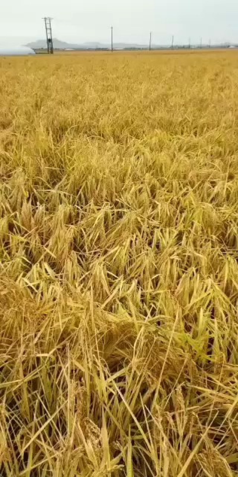 五常稻花香2号当季新米米
