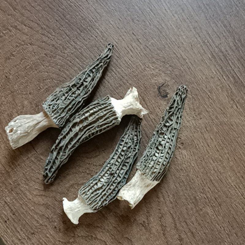 长年出售羊肚菌