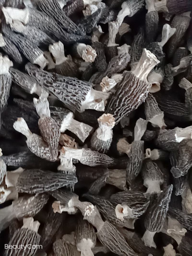 长年出售羊肚菌