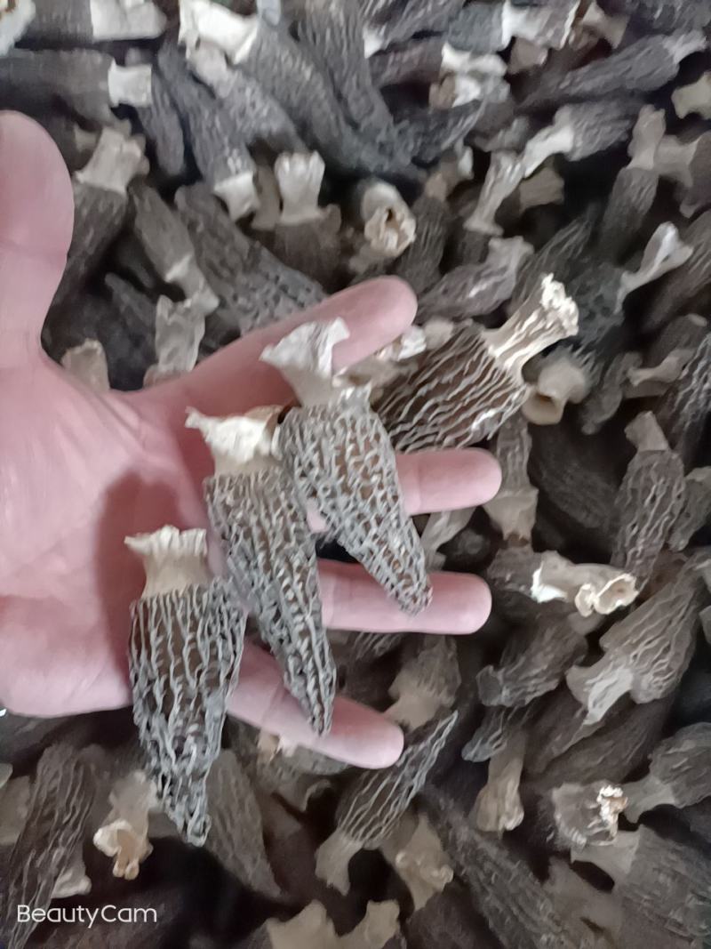 长年出售羊肚菌