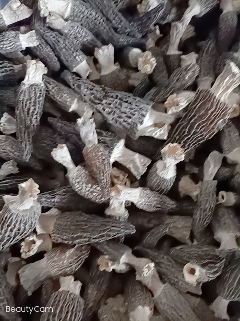 长年出售羊肚菌