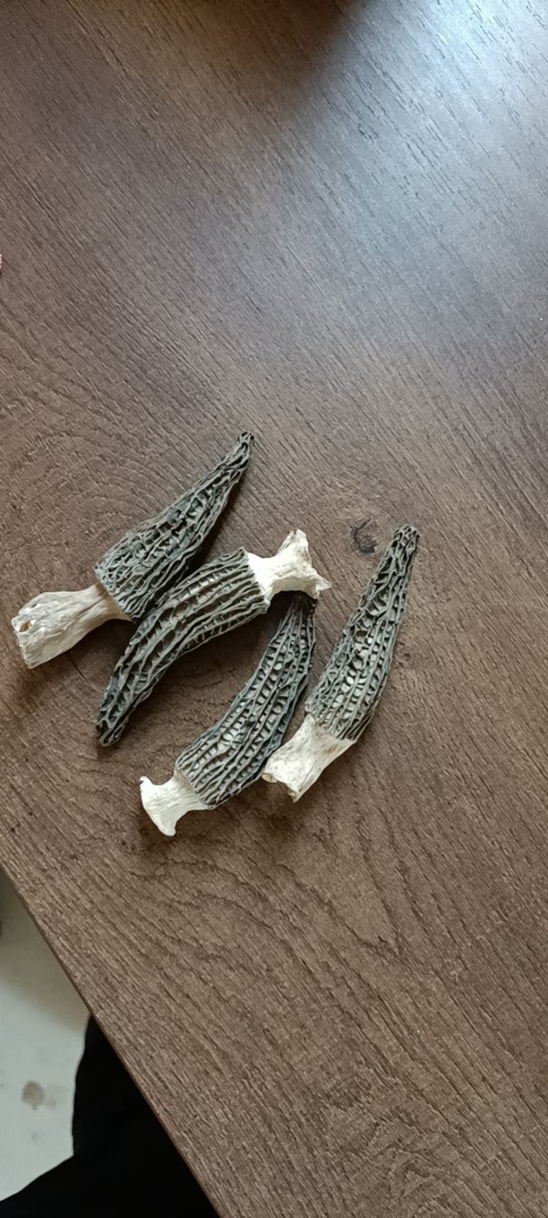 长年出售羊肚菌