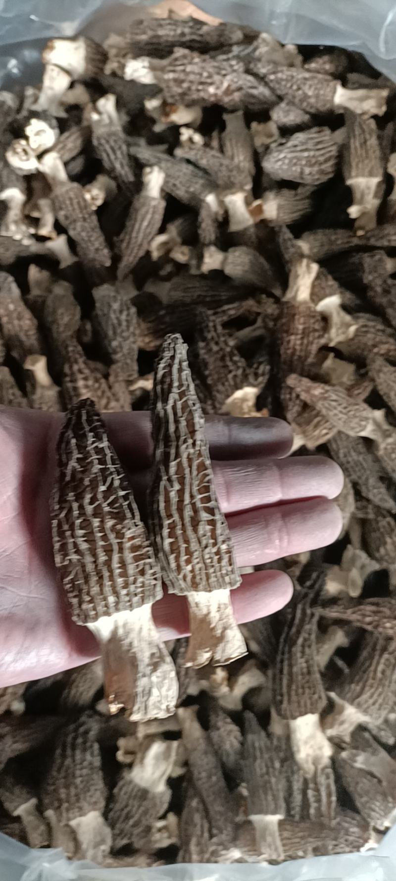 长年出售羊肚菌