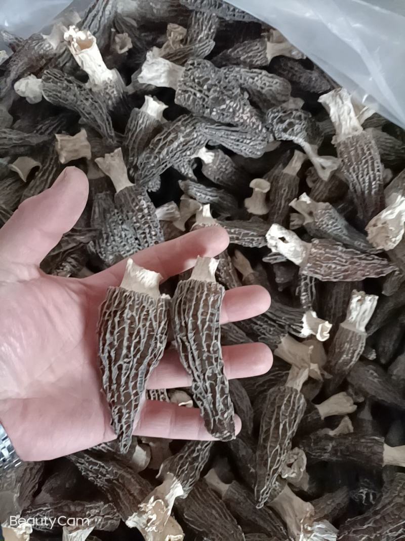 长年出售羊肚菌