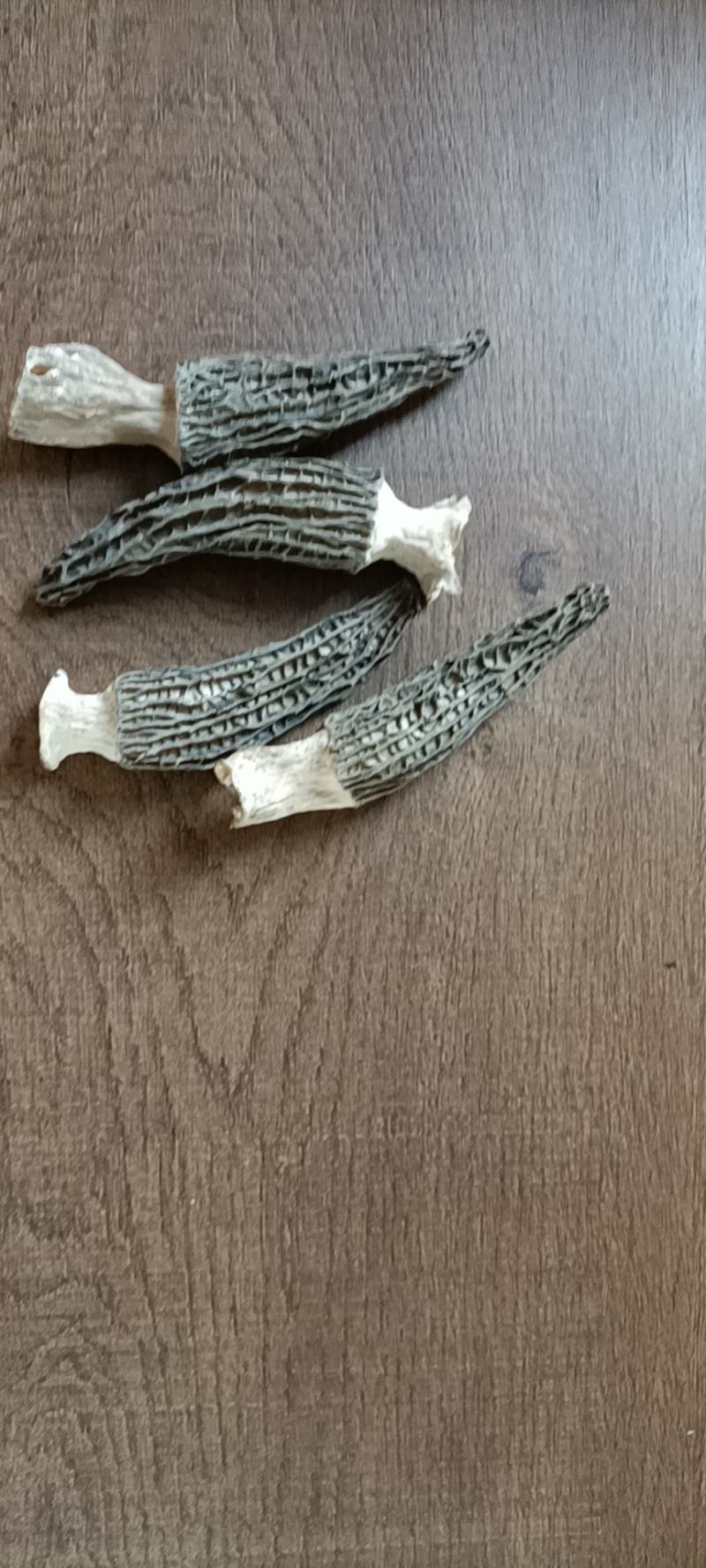 长年出售羊肚菌