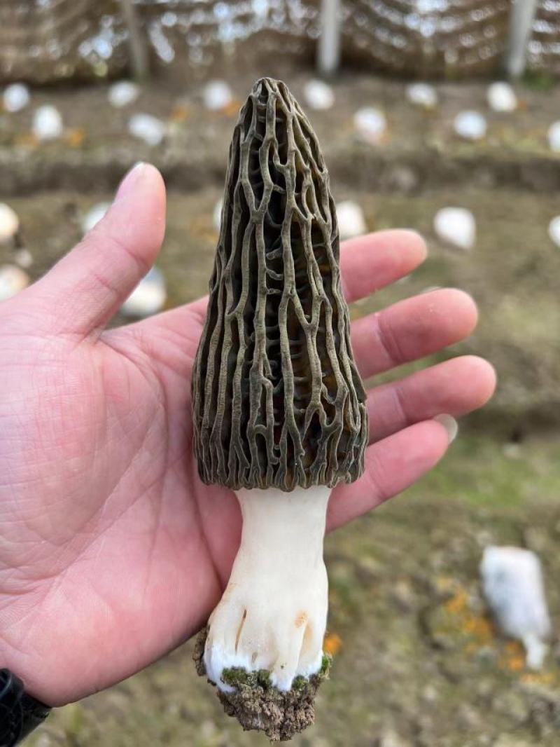 干鲜羊肚菌出售